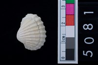 藏品(松山層海貝-蚵岩螺)的圖片