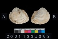 藏品(松山層海貝-血蚶)的圖片