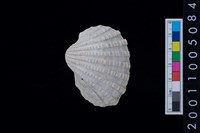 藏品(松山層海貝-血蚶)的圖片