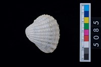 藏品(松山層海貝-血蚶)的圖片