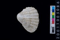 藏品(松山層海貝-血蚶)的圖片