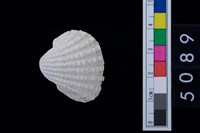 藏品(松山層海貝-血蚶)的圖片