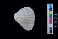 藏品(松山層海貝-血蚶)的圖片