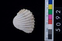 藏品(松山層海貝-血蚶)的圖片