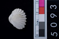 藏品(松山層海貝-血蚶)的圖片