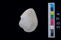 藏品(松山層海貝-血蚶)的圖片