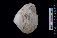 藏品(松山層貝-蛤)的圖片