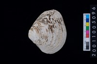 藏品(松山層貝-蛤)的圖片