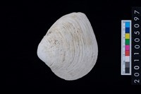 藏品(松山層貝-蛤)的圖片