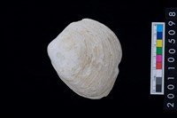 藏品(松山層貝-蛤)的圖片