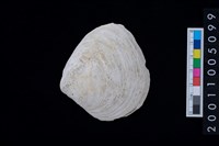 藏品(松山層貝-蛤)的圖片