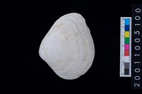 藏品(松山層蜆貝)的圖片