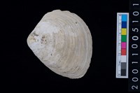 藏品(松山層蜆貝)的圖片