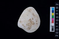 藏品(松山層蜆貝)的圖片