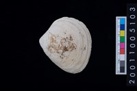 藏品(松山層蜆貝)的圖片