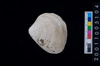 藏品(松山層蜆貝)的圖片