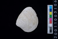 藏品(松山層蜆貝)的圖片