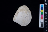 藏品(松山層蜆貝)的圖片