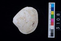 藏品(松山層蜆貝)的圖片