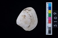 藏品(松山層蜆貝)的圖片