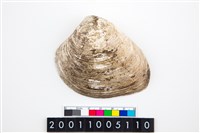 藏品(大蜆)的圖片