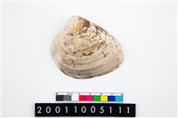 藏品(大蜆)的圖片