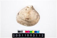 藏品(大蜆)的圖片