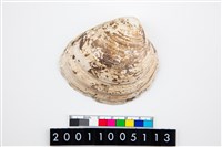 藏品(大蜆)的圖片