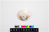 藏品(大蜆)的圖片