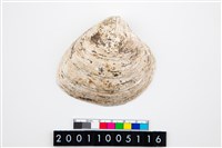 藏品(大蜆)的圖片