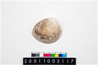 藏品(大蜆)的圖片