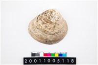 藏品(大蜆)的圖片