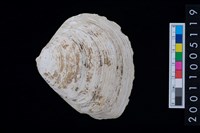 藏品(松山層貝-蛤)的圖片