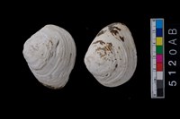 藏品(松山層貝-蛤)的圖片