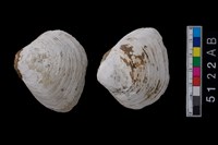 藏品(松山層貝-蛤)的圖片