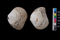 藏品(松山層貝-蛤)的圖片