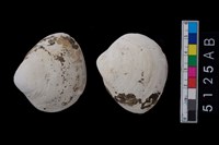 藏品(松山層貝-蛤)的圖片