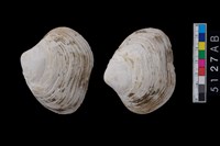 藏品(松山層貝-蛤)的圖片