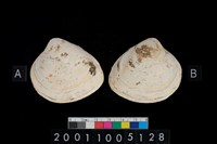 藏品(松山層貝-蛤)的圖片