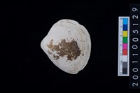 藏品(松山層貝-蛤)的圖片