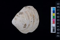 藏品(松山層貝-蛤)的圖片