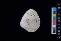 藏品(松山層貝-蛤)的圖片