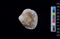 藏品(松山層貝-蛤)的圖片