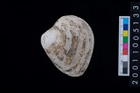 藏品(松山層貝-蛤)的圖片