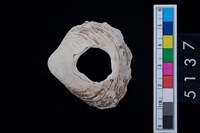 藏品(松山層貝-蛤)的圖片