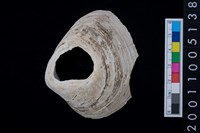 藏品(松山層貝-蛤)的圖片