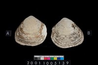 藏品(松山層貝-蛤)的圖片