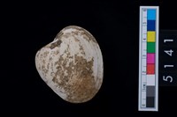 藏品(松山層貝-蛤)的圖片