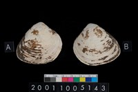 藏品(松山層貝-蛤)的圖片