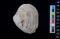 藏品(松山層貝塚-蛤)的圖片